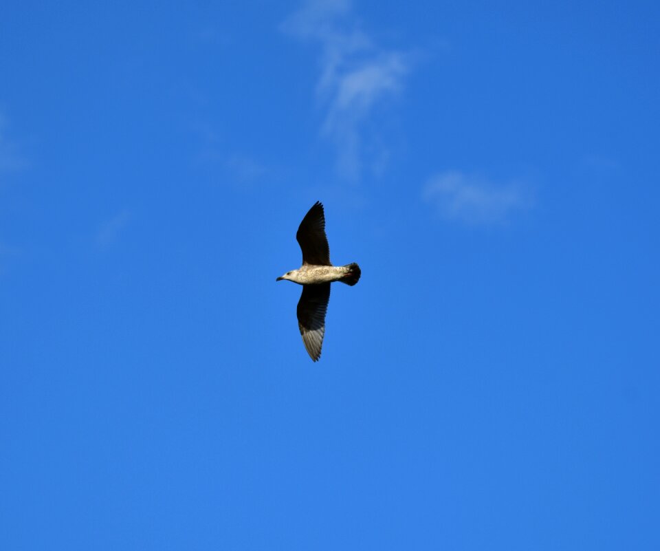 Seevogel nature sky