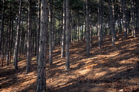 bare trees on hill during daytime photo