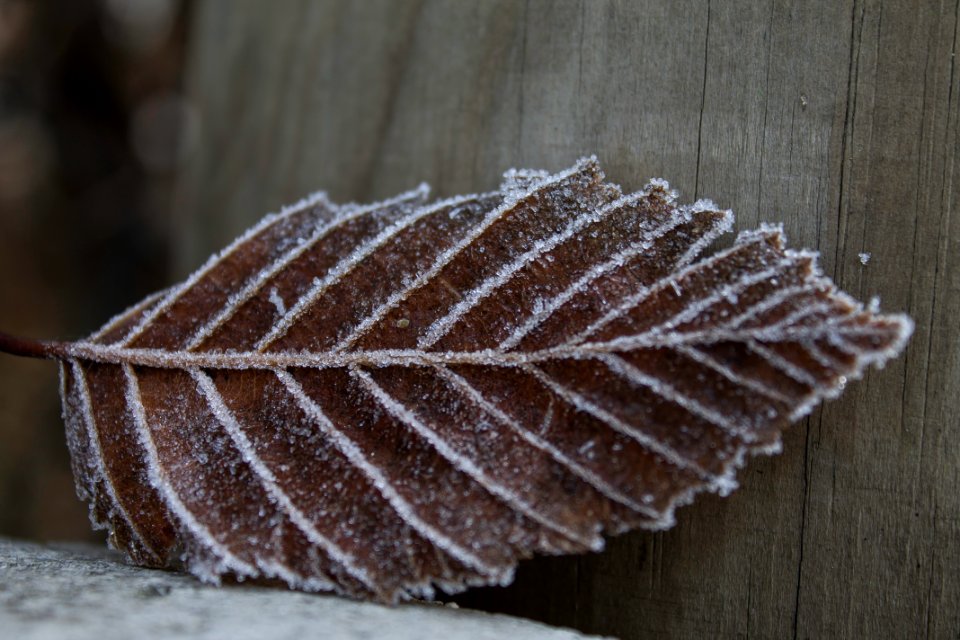 Winter, Frozen, Leaf