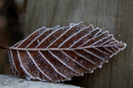 Winter, Frozen, Leaf photo