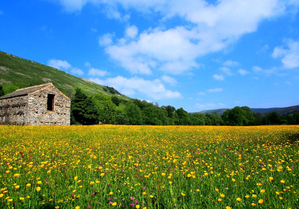 Meadows in flower stone barn dales
