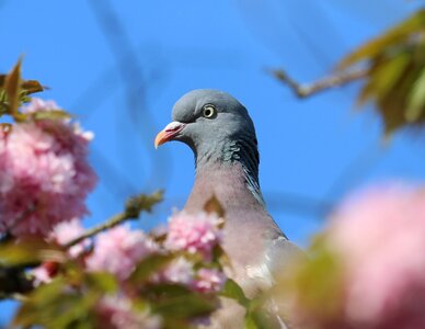 Head blossom bird