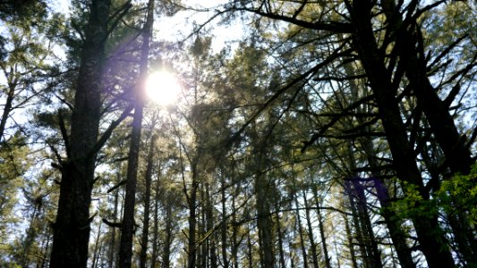 Hike, Sun, Forest