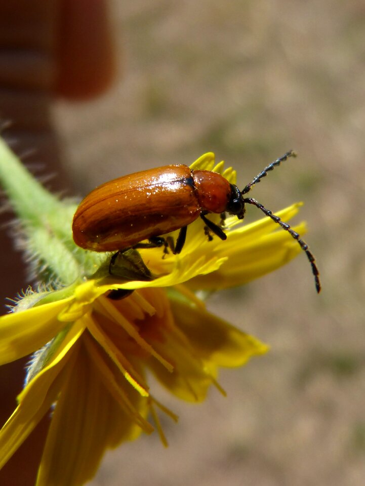 Orange beetle dandelion antennas