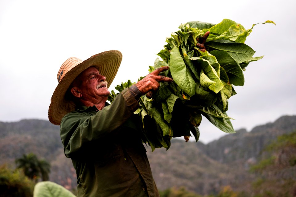 Cuba, Vinales, Work