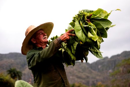 Cuba, Vinales, Work