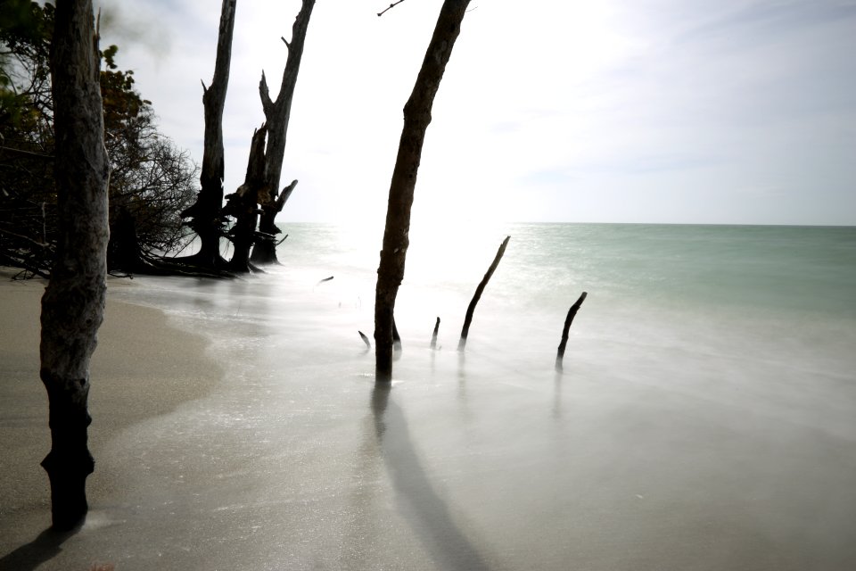 Stump pass beach state park, United states, Wood