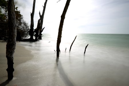 Stump pass beach state park, United states, Wood photo