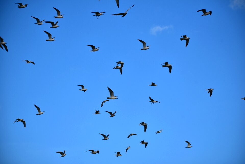 Seevogel nature sky