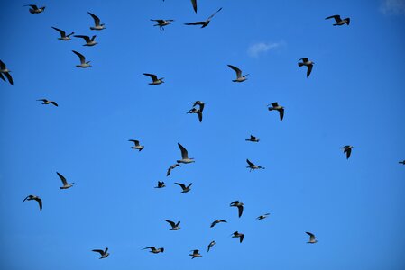 Seevogel nature sky photo