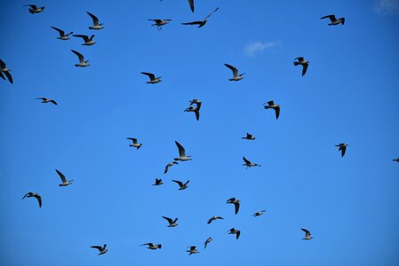 Seevogel nature sky
