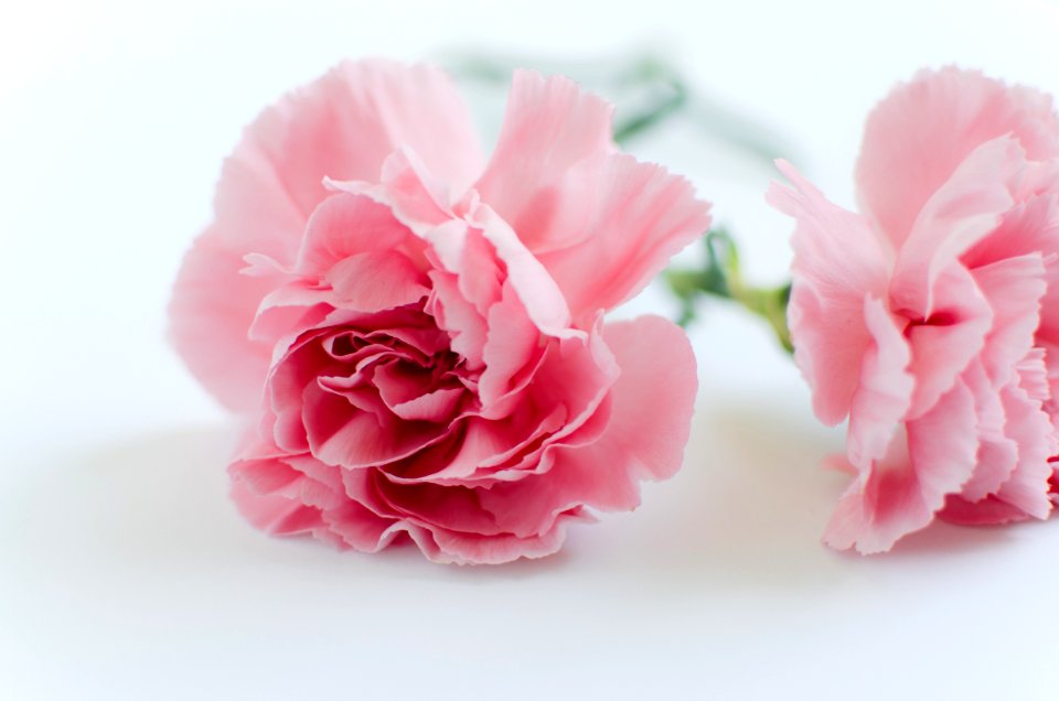 White, Pink, Plants