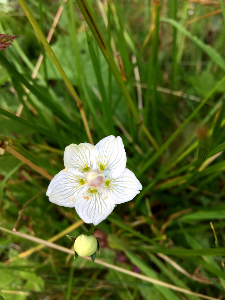 Padi, Romania, Natural