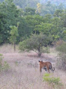 India, Wildlife, Tiger photo