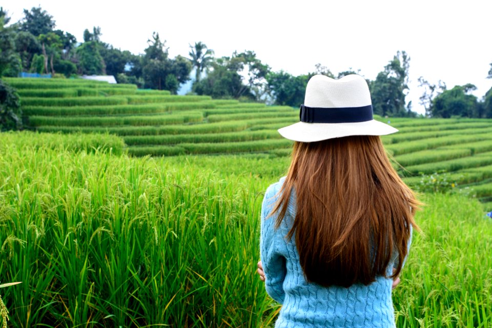 Chiang mai, Thailand, Rice terrace