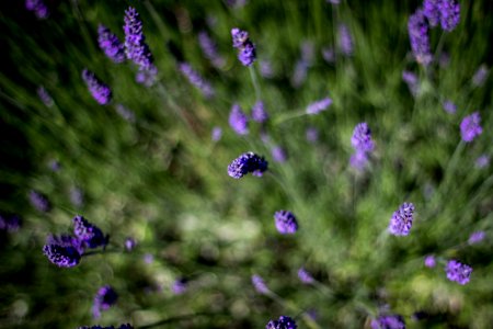 selective focus photo of purple lavender flowers photo