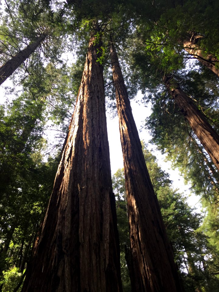 Muir woods national monument, Mill valley, United states