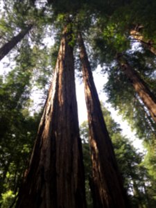 Muir woods national monument, Mill valley, United states