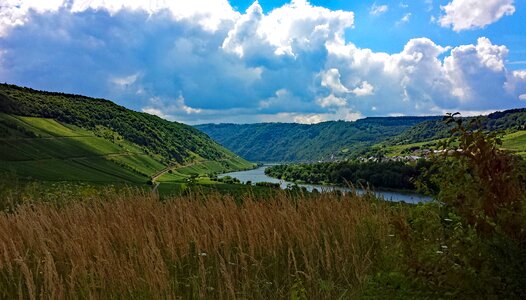 Germany wine vineyards
