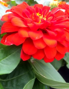 Charlotte, United states, Gardening