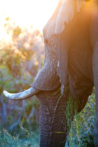 selective focus photography of elephant photo