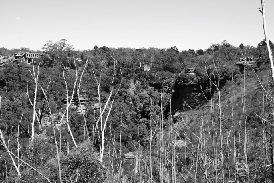 Sydney, Cable car, Tree