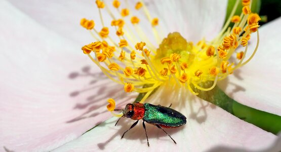 Female environmental protection macro