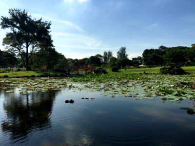 Chinese garden, Singapore, Garden