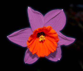 Narcissus plant close up photo