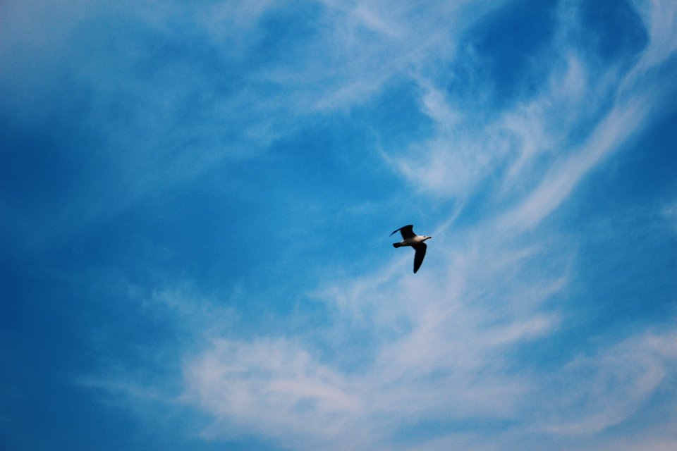flying eagle below cumulus clouds