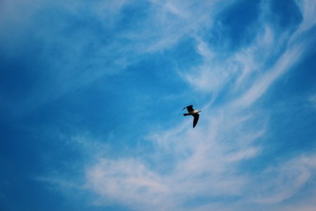 flying eagle below cumulus clouds
