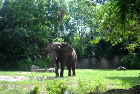 Wildlife, Elephant photo