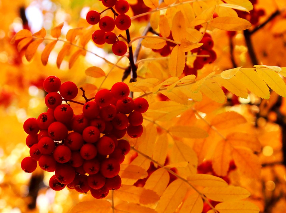Billings, United states, Leaves