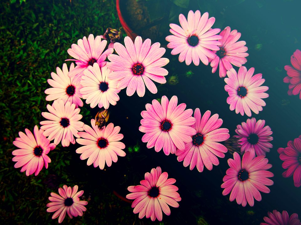 Photography, Soft, Petals