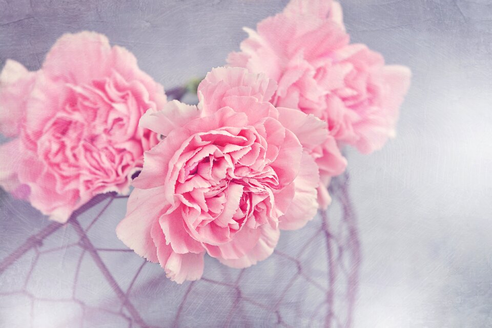 Carnation pink petals basket