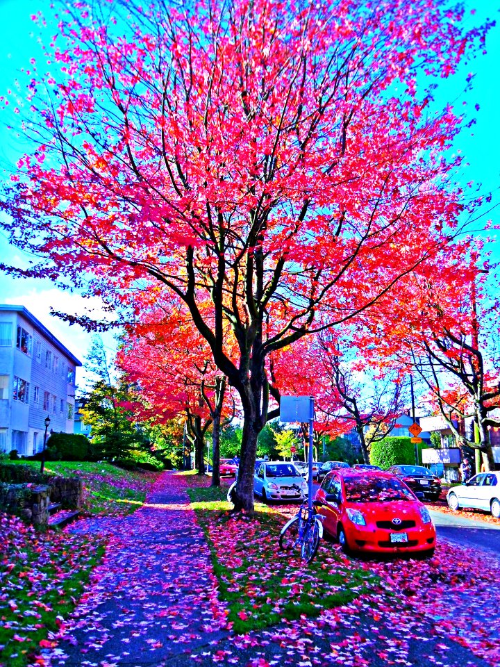 Vancouver, Leaves, Red