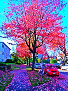 Vancouver, Leaves, Red