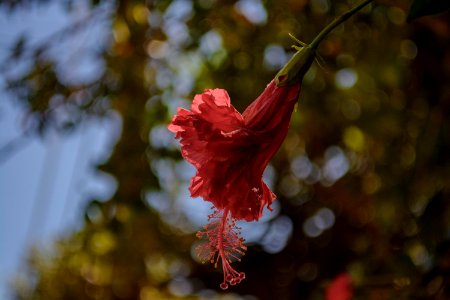Brazil, Juatuba, Hibisco