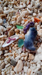 Coral beach corals sea glass