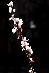Spring, Pink, White