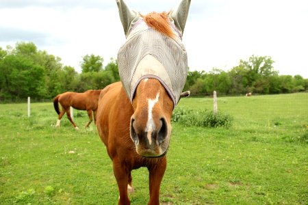 Madison, United states, Some horse photo