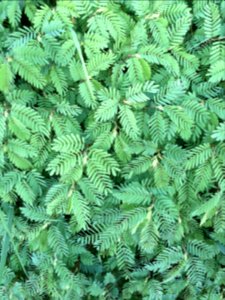 Pattern, Lush, Nature