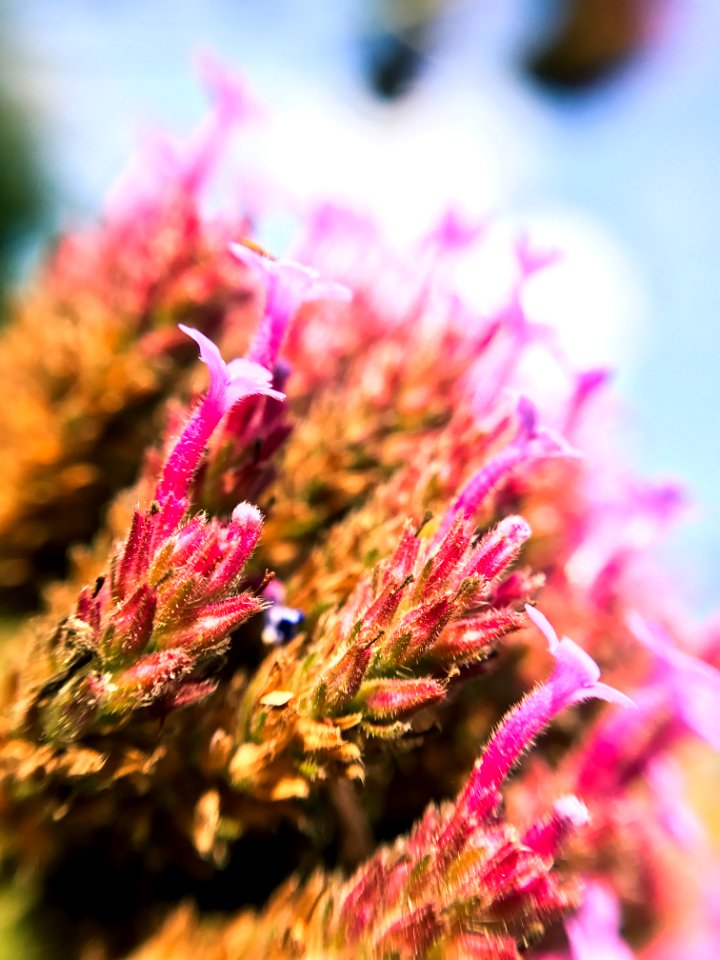 Flower, Macro