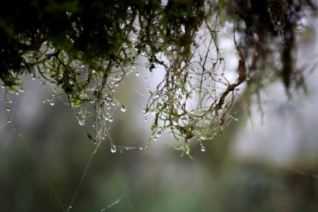 Tanzania, Kilimanjaro region, Kilimanjarohike