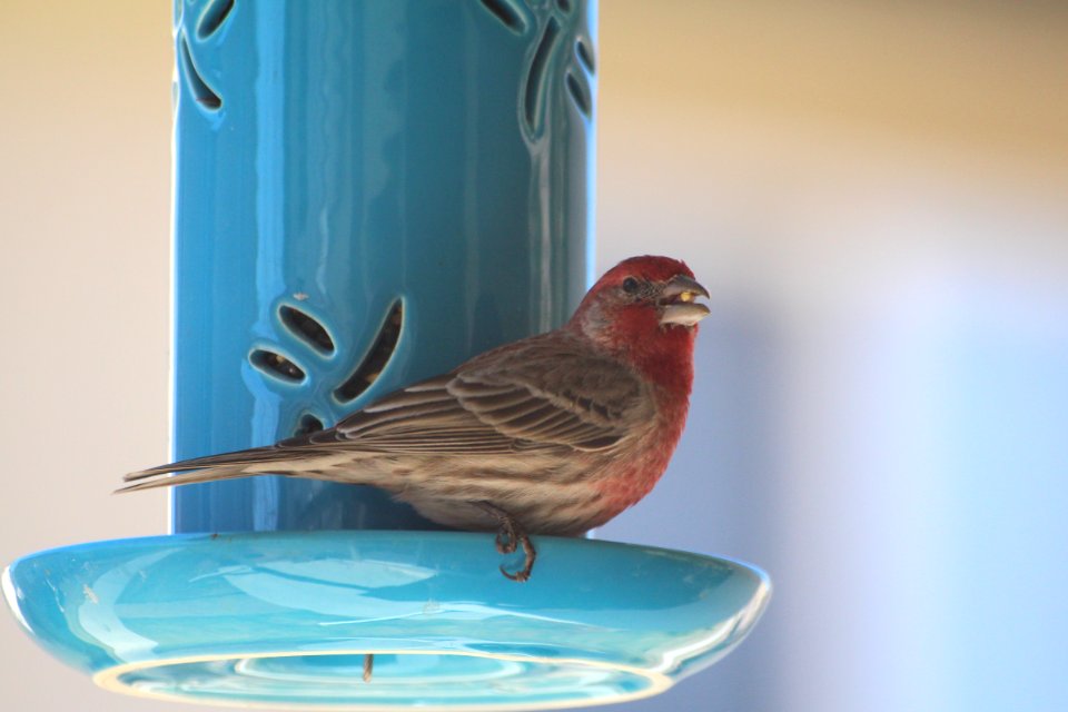 Colorado springs, United states, Finch