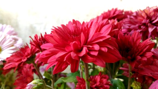 Red chrysanthemum photo