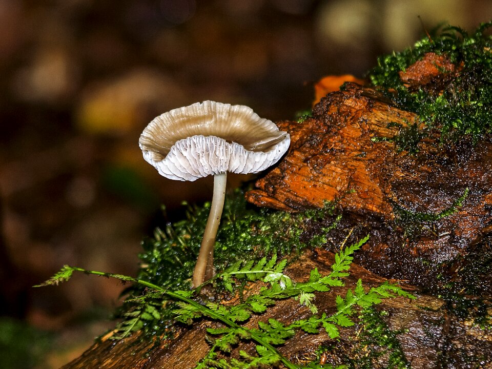 Forest autumn nature