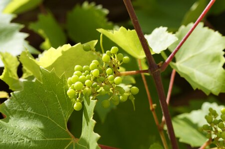 Grapes summer green