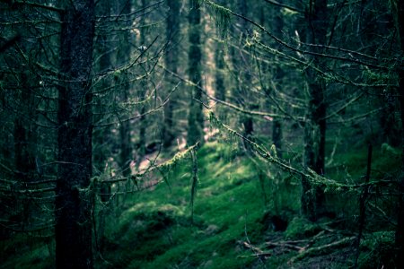 Twigs, Nature, Dark