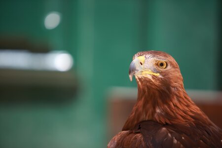 Eagle bird bird of prey